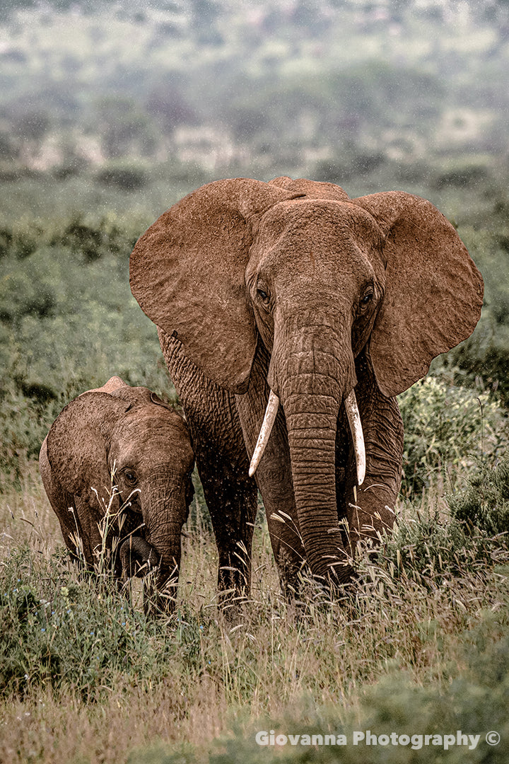 Guided by Giant