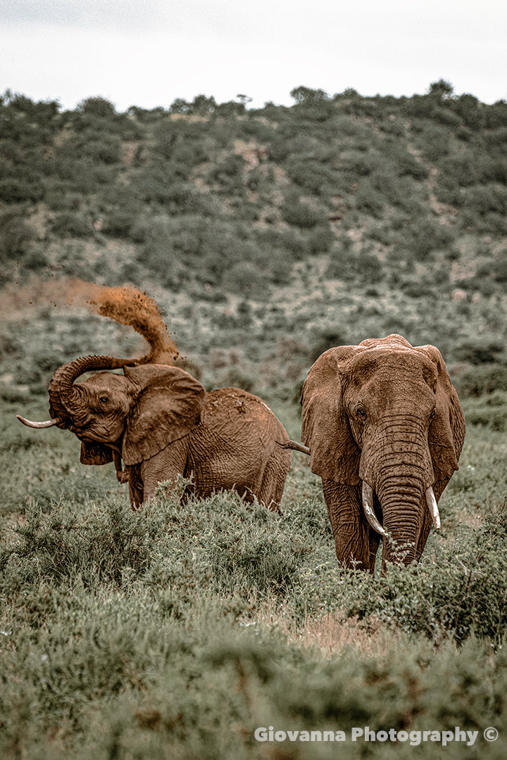 Wild Joy