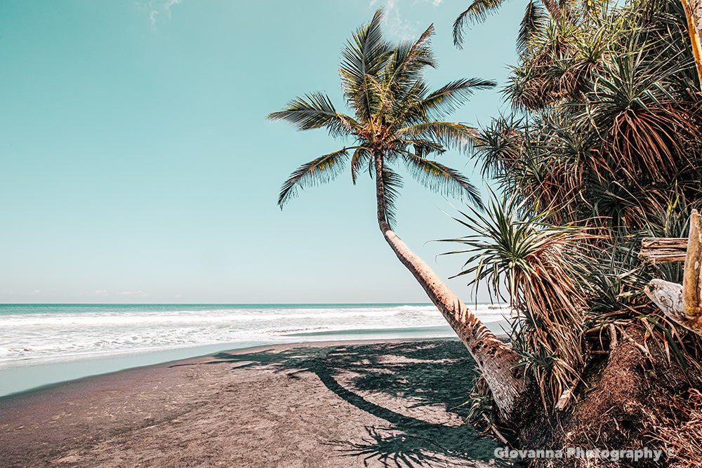 Bent Palm Tree