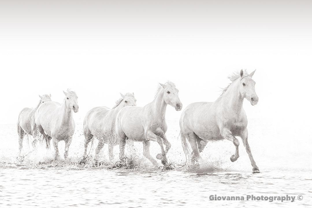 Camargue Dream Horses