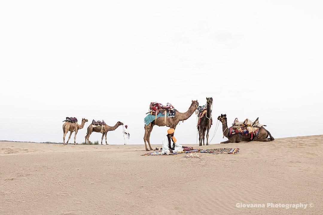 Camel Nomads