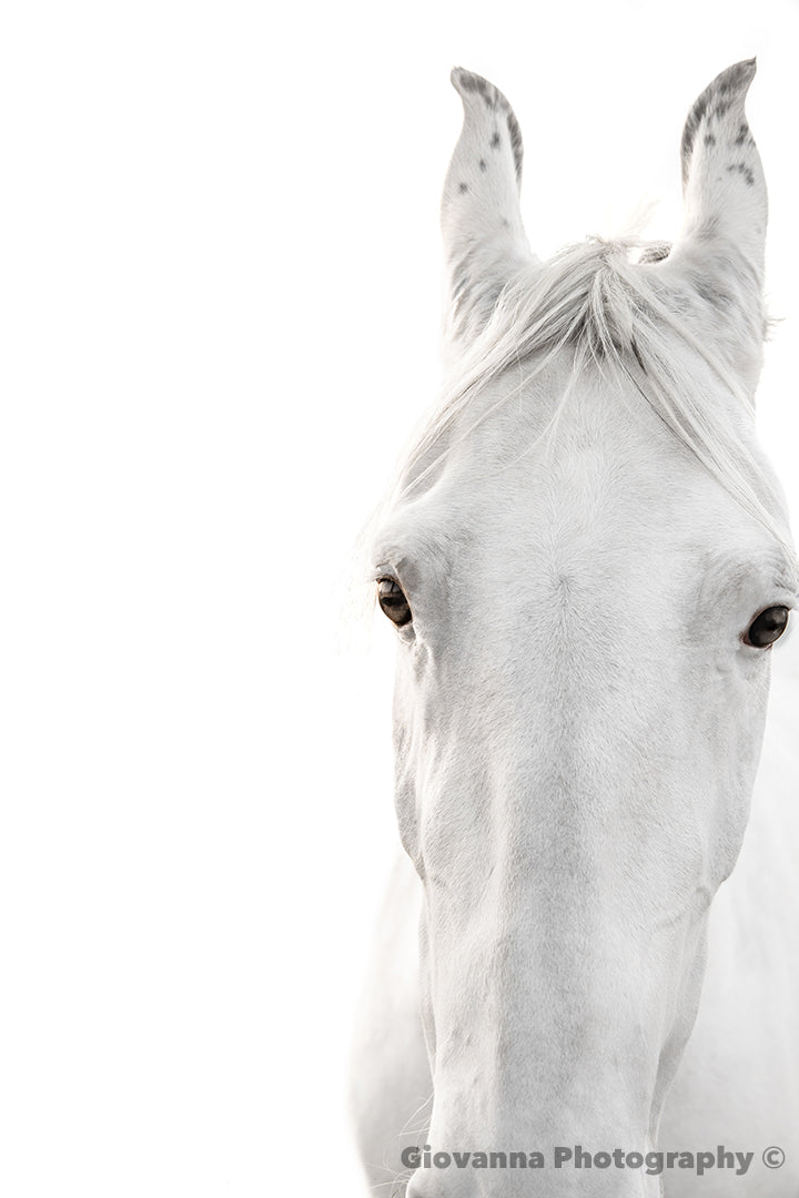 Cloud the Marwari Horse 1