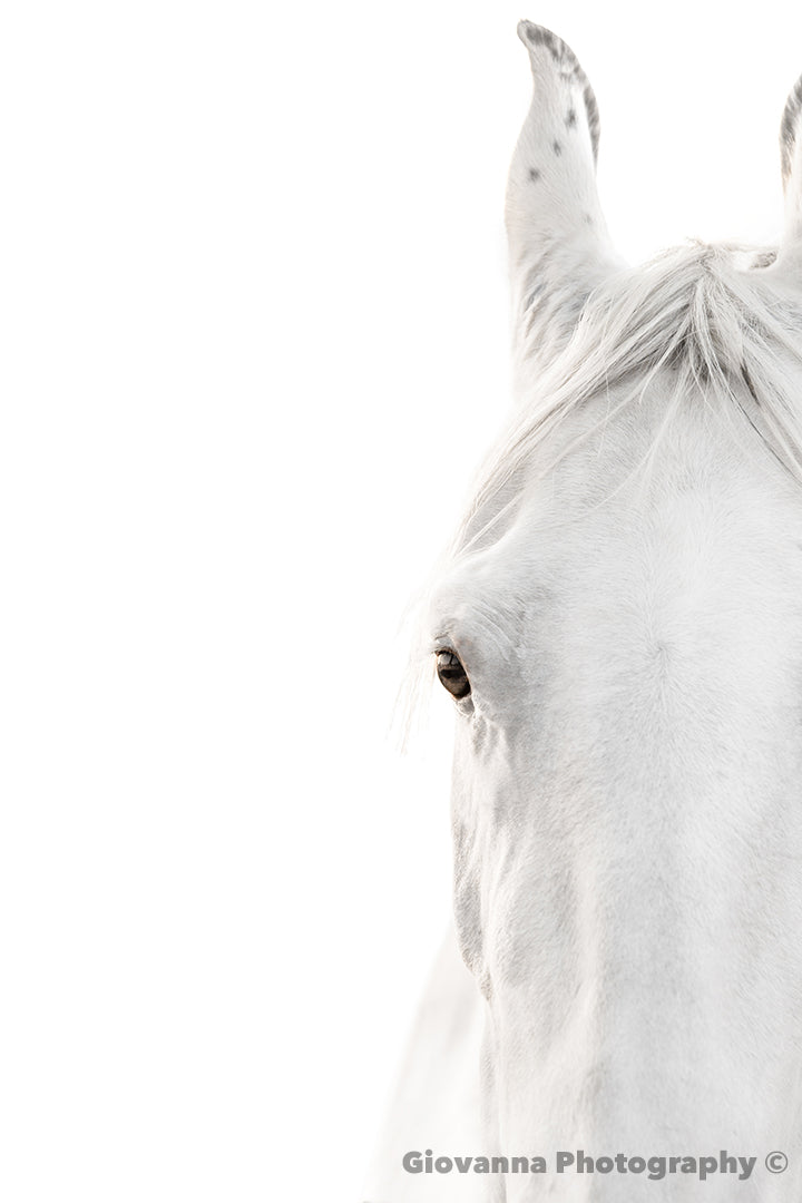 Cloud the Marwari Horse 2