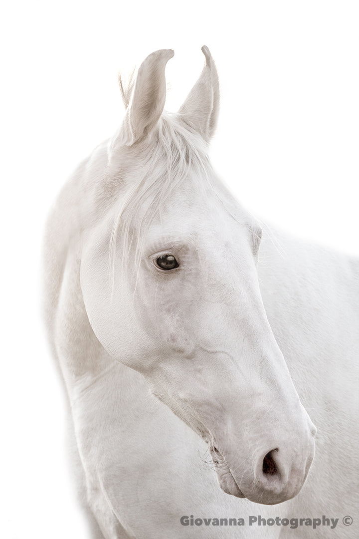 Cloud the Marwari Horse 3