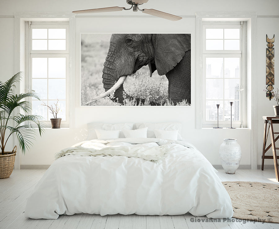 Morning Glory