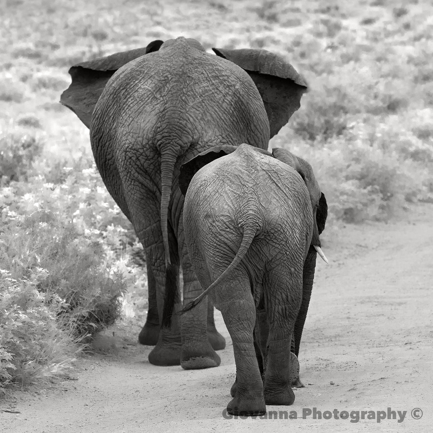 Little Tusker