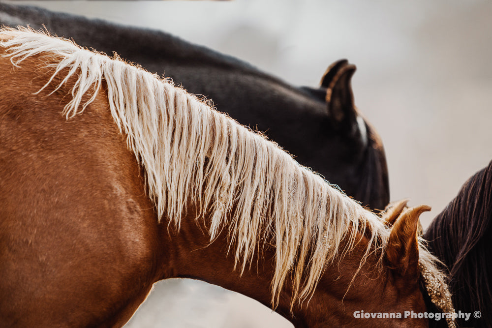 Marwari Horse 2 - Mane 2