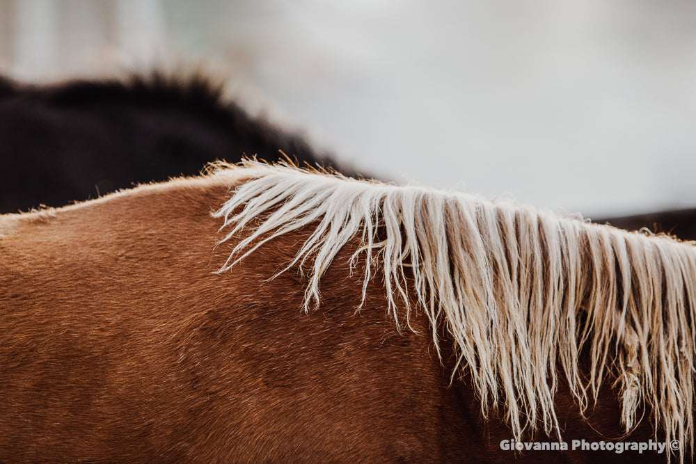 Marwari Horse 2 - Mane