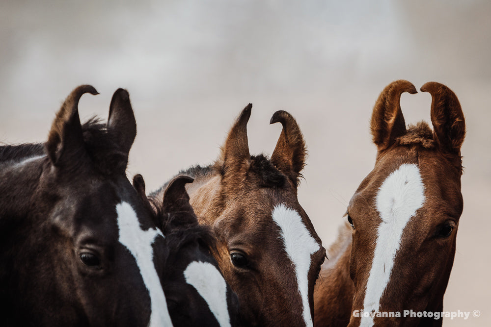 Marwari Horse 2 - Tribe