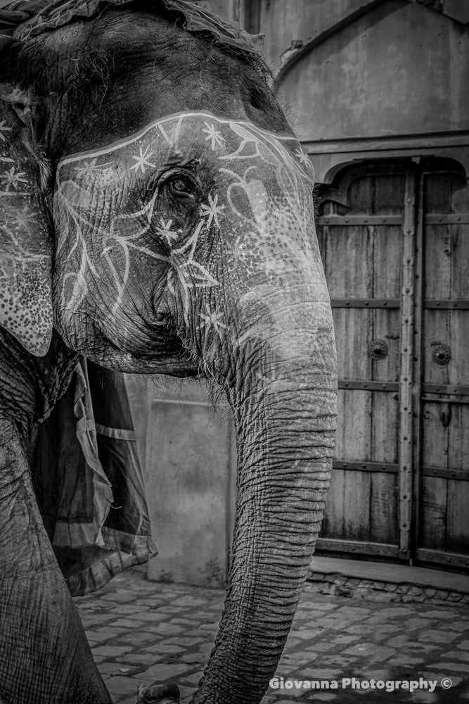 Raj Jaipur Elephant