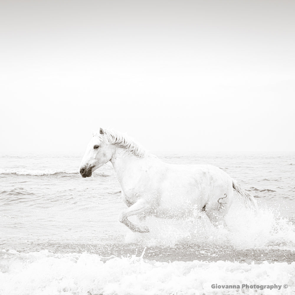 Seahorse