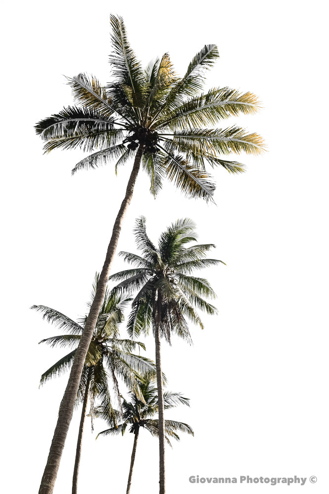 Tropical Coco 1