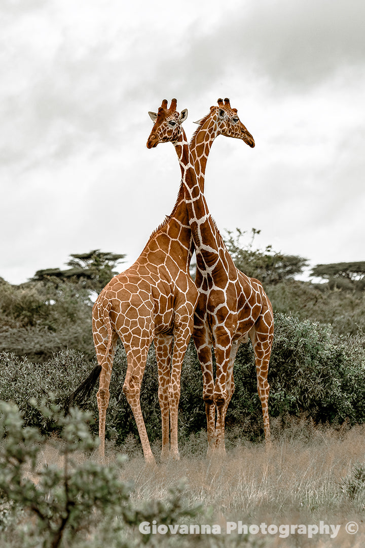 Graceful by Nature