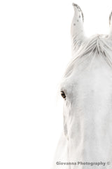Cloud the Marwari Horse 2