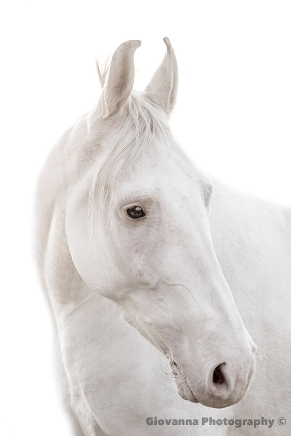 Cloud the Marwari Horse 3