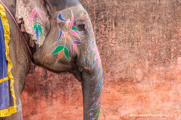 Jaipur Painted Elephant