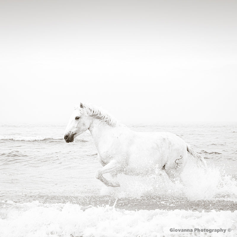 Seahorse