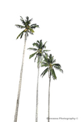 Tropical Coco 2