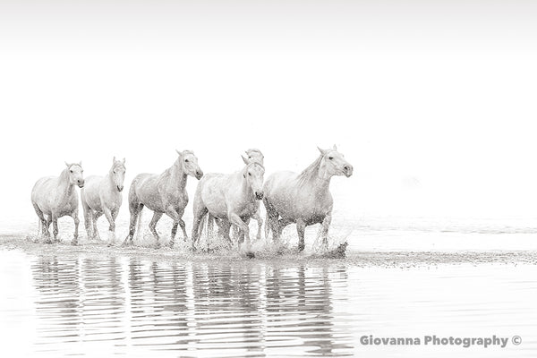Wild Gypsies