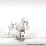 Wild and Free
